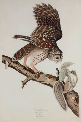 Wikioo.org - The Encyclopedia of Fine Arts - Painting, Artwork by Robert Havell - Barred Owl