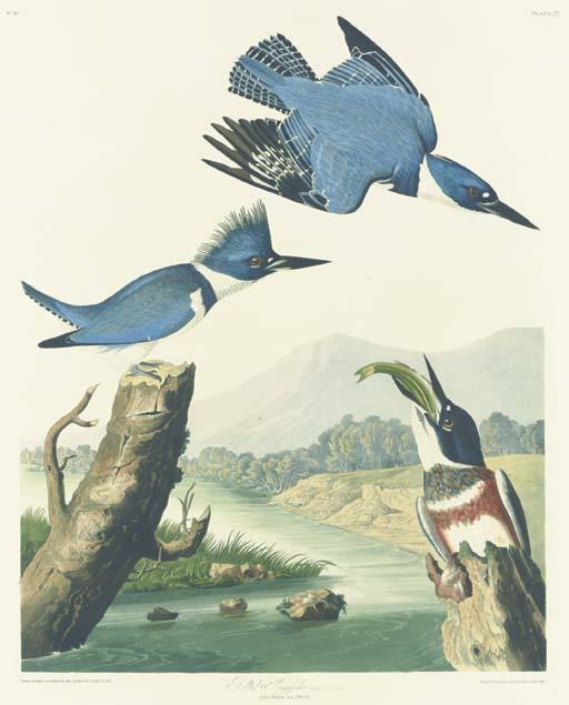WikiOO.org - Encyclopedia of Fine Arts - Schilderen, Artwork Robert Havell - Belted Kingfisher