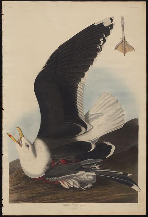 WikiOO.org - Enciclopédia das Belas Artes - Pintura, Arte por Robert Havell - Black Backed Gull
