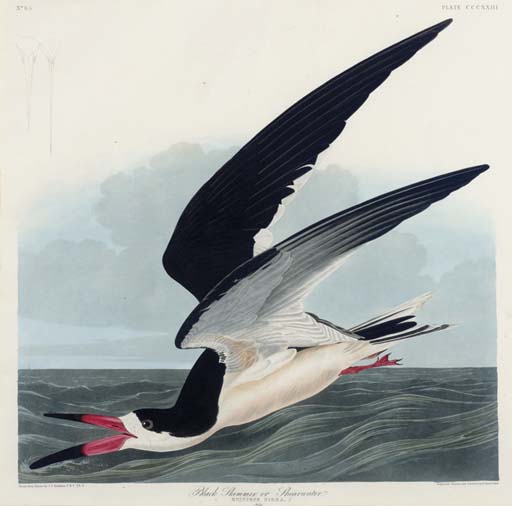 Wikioo.org - The Encyclopedia of Fine Arts - Painting, Artwork by Robert Havell - Black Skimmer