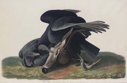 Wikioo.org - สารานุกรมวิจิตรศิลป์ - จิตรกรรม Robert Havell - Black Vulture or Carrion Crow