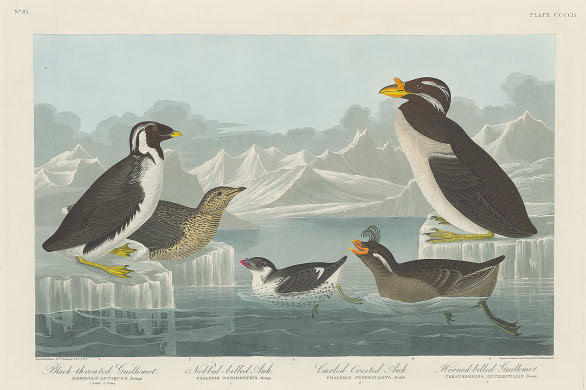 Wikioo.org - The Encyclopedia of Fine Arts - Painting, Artwork by Robert Havell - Black-throated Guillemot, Nobbed-billed Auk, Curled-Crested Auk and Horned-billed Guillemot