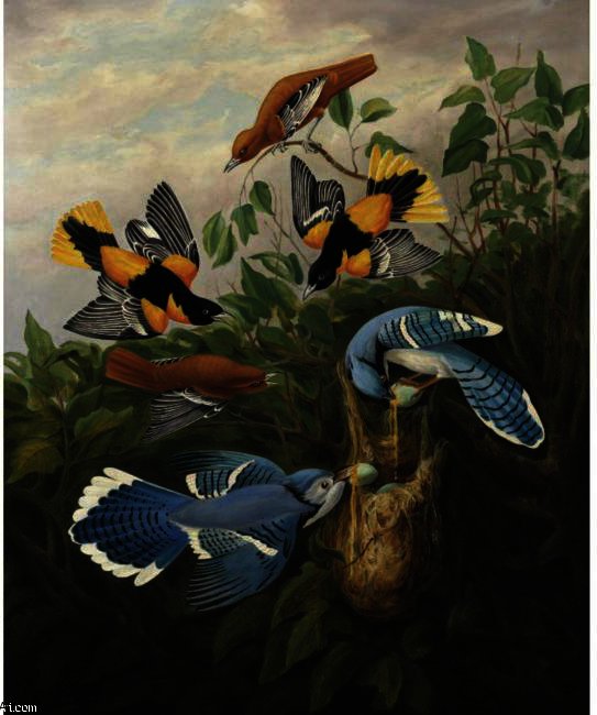 Wikioo.org - The Encyclopedia of Fine Arts - Painting, Artwork by Robert Havell - BLUE JAY AND BALTIMORE ORIOLE