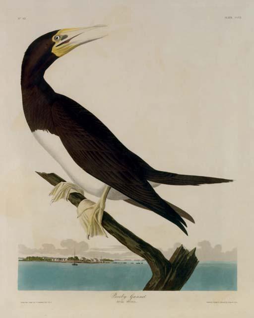 Wikioo.org - The Encyclopedia of Fine Arts - Painting, Artwork by Robert Havell - Booby Gannet