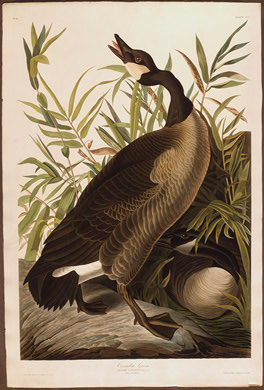 WikiOO.org - Енциклопедия за изящни изкуства - Живопис, Произведения на изкуството Robert Havell - Canada Goose