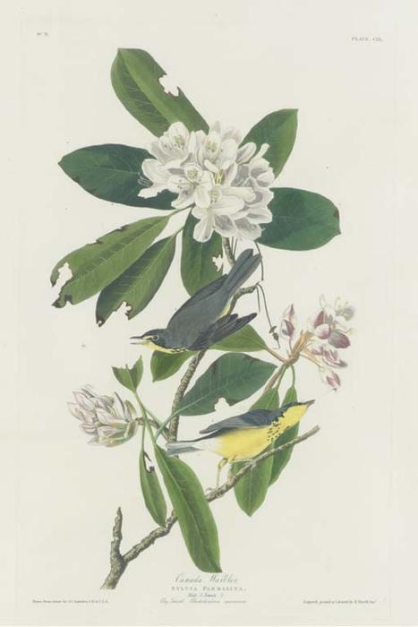 Wikioo.org – L'Enciclopedia delle Belle Arti - Pittura, Opere di Robert Havell - Canada Warbler