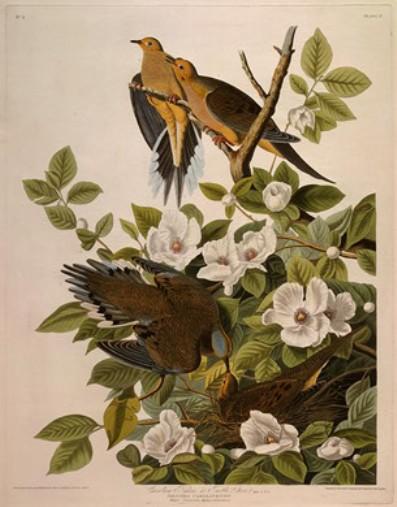 Wikioo.org – L'Encyclopédie des Beaux Arts - Peinture, Oeuvre de Robert Havell - Caroline Pigeon ou Tourterelle
