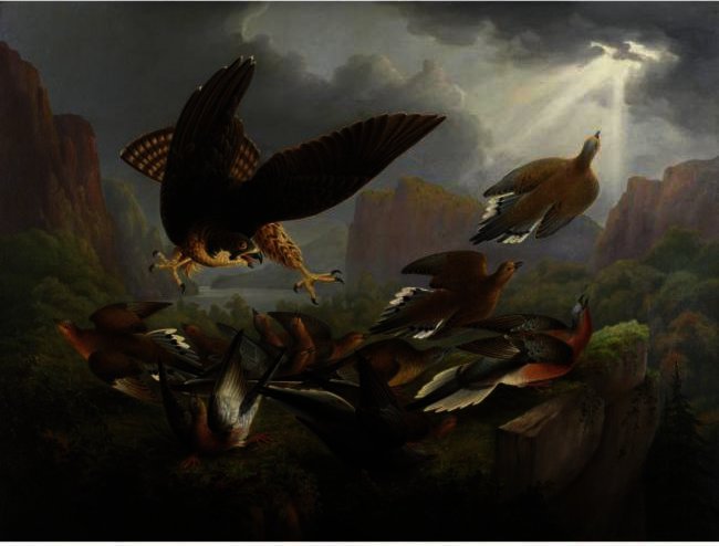 Wikioo.org – La Enciclopedia de las Bellas Artes - Pintura, Obras de arte de Robert Havell - CAROLINA Tórtola y paloma migratoria ATACADO POR HALCÓN de PEREGRINO