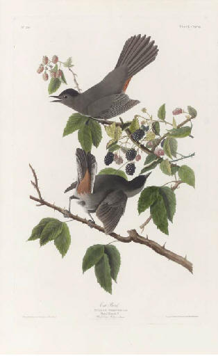 WikiOO.org - Encyclopedia of Fine Arts - Maalaus, taideteos Robert Havell - Cat Bird