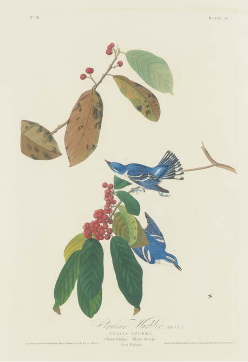Wikioo.org - The Encyclopedia of Fine Arts - Painting, Artwork by Robert Havell - Cerulean Warbler