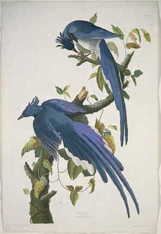 WikiOO.org - אנציקלופדיה לאמנויות יפות - ציור, יצירות אמנות Robert Havell - Columbia Jay