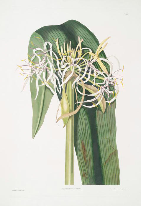 Wikioo.org - The Encyclopedia of Fine Arts - Painting, Artwork by Robert Havell - Crinum declinatum