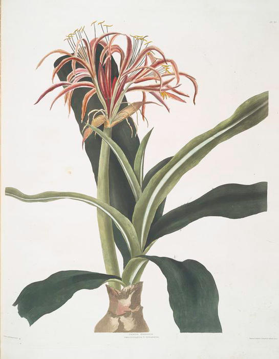 Wikioo.org - The Encyclopedia of Fine Arts - Painting, Artwork by Robert Havell - Crinum hybridum, Pedunculatum & Zeylanicum