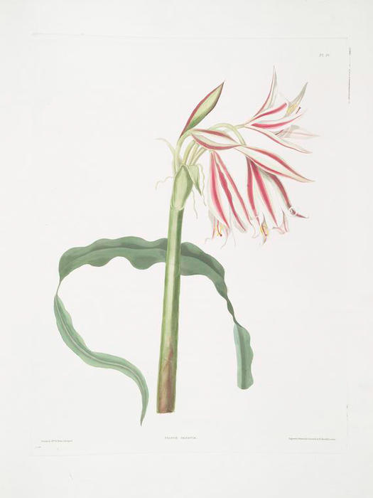 Wikioo.org - The Encyclopedia of Fine Arts - Painting, Artwork by Robert Havell - Crinum ornatum