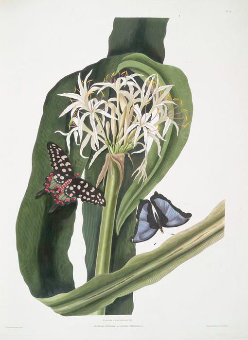 WikiOO.org - אנציקלופדיה לאמנויות יפות - ציור, יצירות אמנות Robert Havell - Crinum pedunculatum