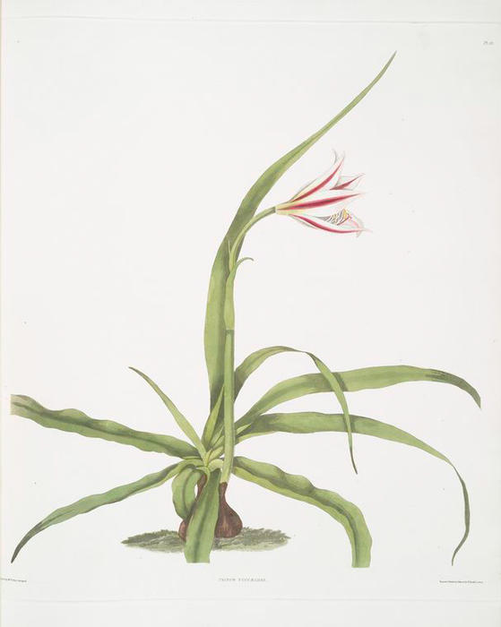 WikiOO.org - Encyclopedia of Fine Arts - Målning, konstverk Robert Havell - Crinum yuccæides