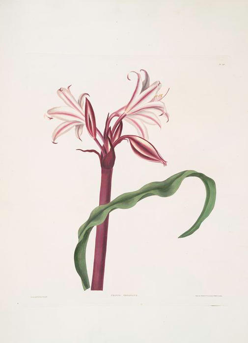 WikiOO.org - Encyclopedia of Fine Arts - Maľba, Artwork Robert Havell - Crinum zeylanicum [Ceylon swamplily, Milk-and wine lily]
