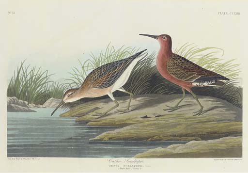 Wikioo.org - The Encyclopedia of Fine Arts - Painting, Artwork by Robert Havell - Curlew Sandpiper