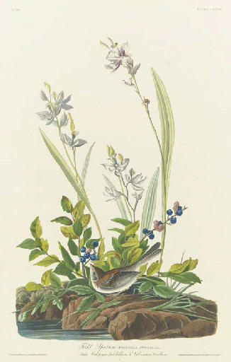 WikiOO.org - Güzel Sanatlar Ansiklopedisi - Resim, Resimler Robert Havell - Field Sparrow