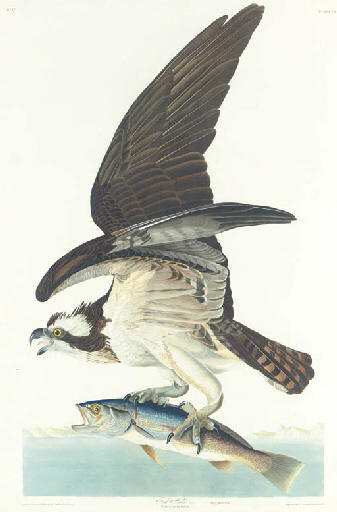 Wikioo.org - The Encyclopedia of Fine Arts - Painting, Artwork by Robert Havell - Fish Hawk