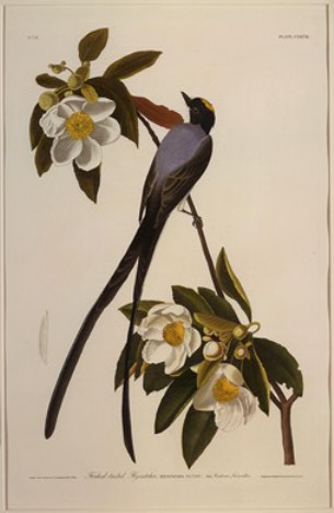 WikiOO.org - Encyclopedia of Fine Arts - Målning, konstverk Robert Havell - Forked-tail Flycatcher