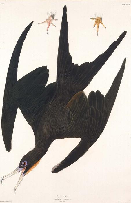 WikiOO.org - Encyclopedia of Fine Arts - Schilderen, Artwork Robert Havell - Frigate Pelican