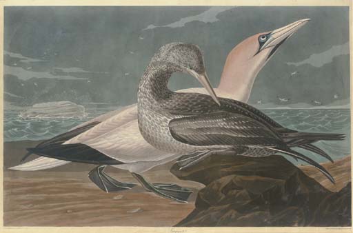 Wikioo.org - The Encyclopedia of Fine Arts - Painting, Artwork by Robert Havell - Gannet