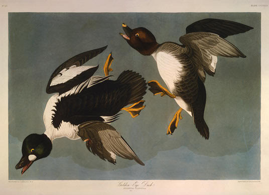 WikiOO.org - Encyclopedia of Fine Arts - Målning, konstverk Robert Havell - Golden-eye Duck