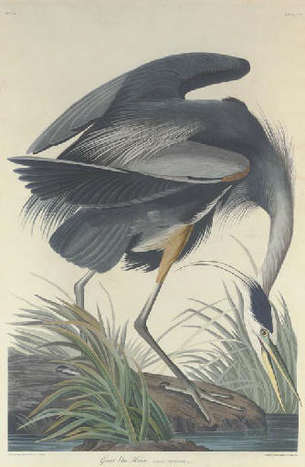 Wikioo.org - The Encyclopedia of Fine Arts - Painting, Artwork by Robert Havell - Great blue Heron