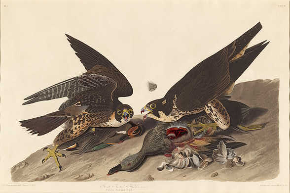 Wikioo.org - The Encyclopedia of Fine Arts - Painting, Artwork by Robert Havell - Great Footed Hawk
