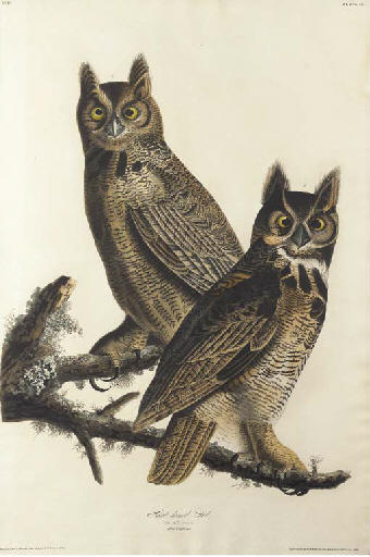 WikiOO.org - Encyclopedia of Fine Arts - Lukisan, Artwork Robert Havell - Great horned-Owl