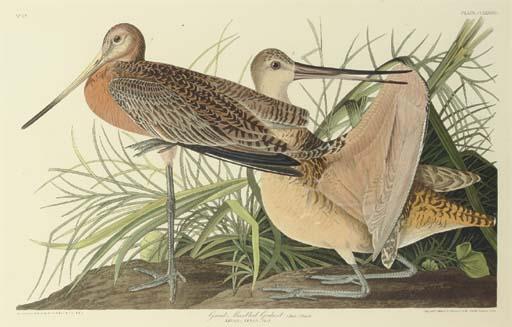Wikioo.org - The Encyclopedia of Fine Arts - Painting, Artwork by Robert Havell - Great Marbled Godwit