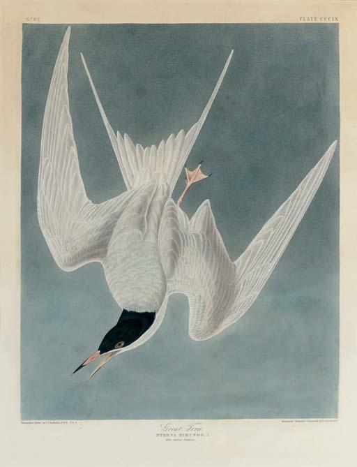 WikiOO.org - 백과 사전 - 회화, 삽화 Robert Havell - Great Tern