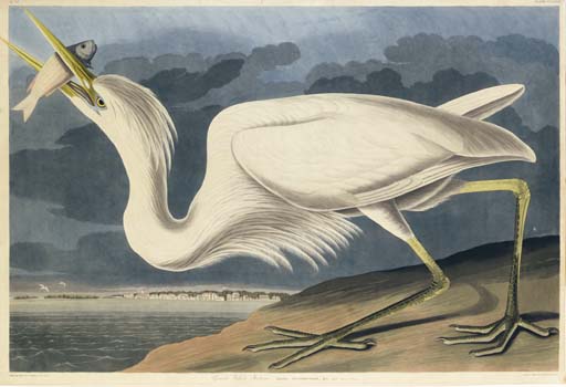 Wikioo.org - The Encyclopedia of Fine Arts - Painting, Artwork by Robert Havell - Great White Heron