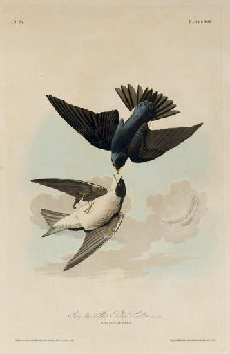 WikiOO.org - Encyclopedia of Fine Arts - Lukisan, Artwork Robert Havell - Green-blue, or White Bellied Swallow