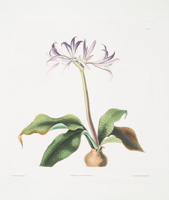 Wikioo.org - Bách khoa toàn thư về mỹ thuật - Vẽ tranh, Tác phẩm nghệ thuật Robert Havell - Griffinia hyacinthina