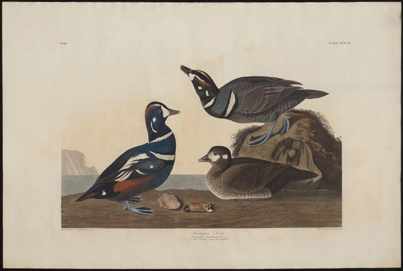 Wikioo.org - The Encyclopedia of Fine Arts - Painting, Artwork by Robert Havell - Harlequin Duck