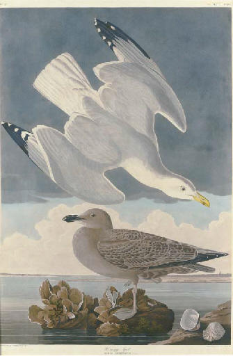 WikiOO.org - Εγκυκλοπαίδεια Καλών Τεχνών - Ζωγραφική, έργα τέχνης Robert Havell - Herring Gull