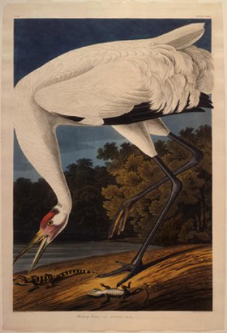 Wikioo.org - The Encyclopedia of Fine Arts - Painting, Artwork by Robert Havell - Hooping Crane