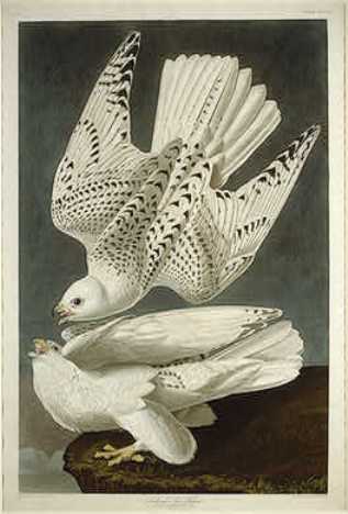 WikiOO.org - אנציקלופדיה לאמנויות יפות - ציור, יצירות אמנות Robert Havell - Iceland or Jer Falcon