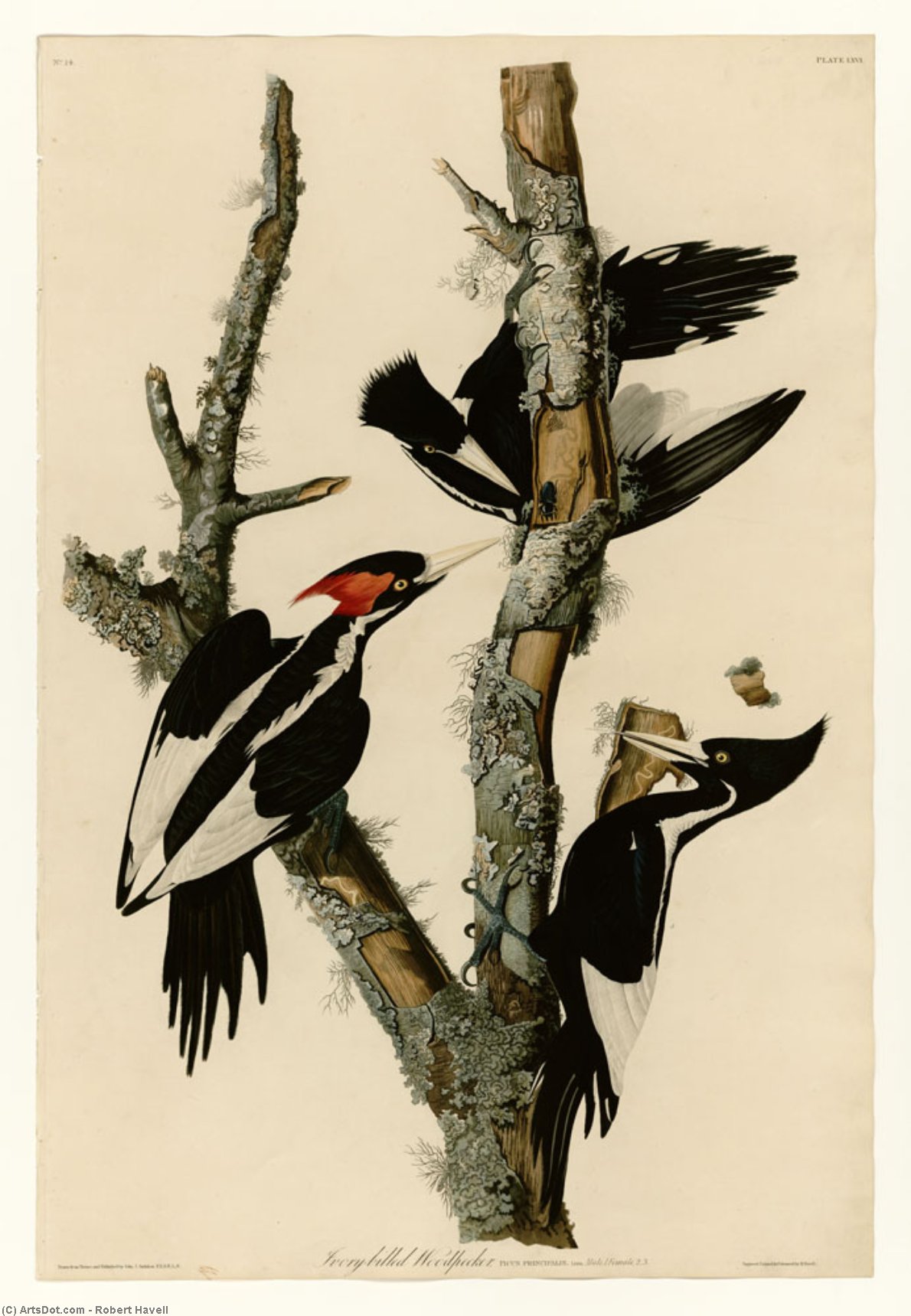 Wikioo.org - The Encyclopedia of Fine Arts - Painting, Artwork by Robert Havell - Ivory-billed Woodpecker