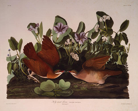 Wikioo.org - The Encyclopedia of Fine Arts - Painting, Artwork by Robert Havell - Key-west Dove