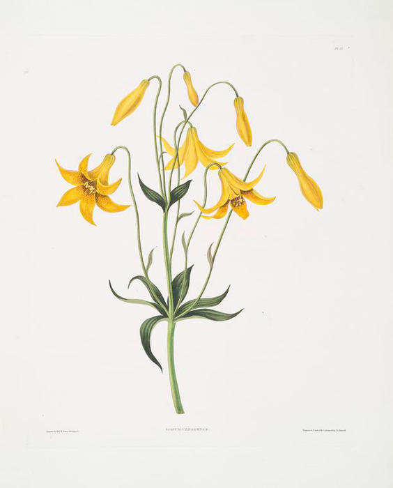 Wikioo.org - The Encyclopedia of Fine Arts - Painting, Artwork by Robert Havell - Lilium canadense