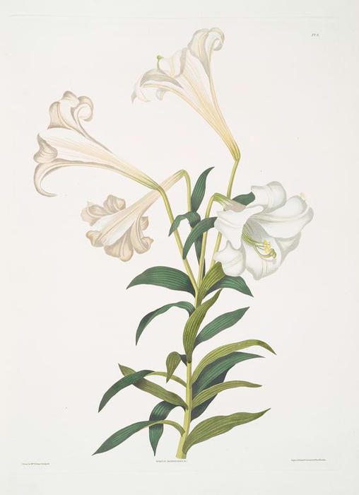 WikiOO.org - Enciklopedija dailės - Tapyba, meno kuriniai Robert Havell - Lilium longiflorum