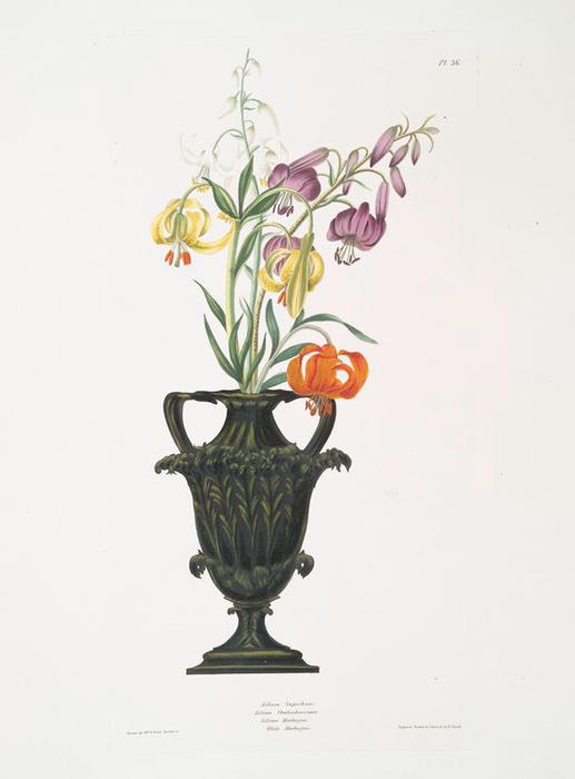 WikiOO.org - 백과 사전 - 회화, 삽화 Robert Havell - Lilium pomponium, Lilium chalcedonicum, Lilium martagon varieties