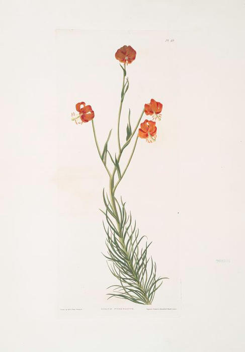 WikiOO.org - Енциклопедия за изящни изкуства - Живопис, Произведения на изкуството Robert Havell - Lilium pyrenaicum