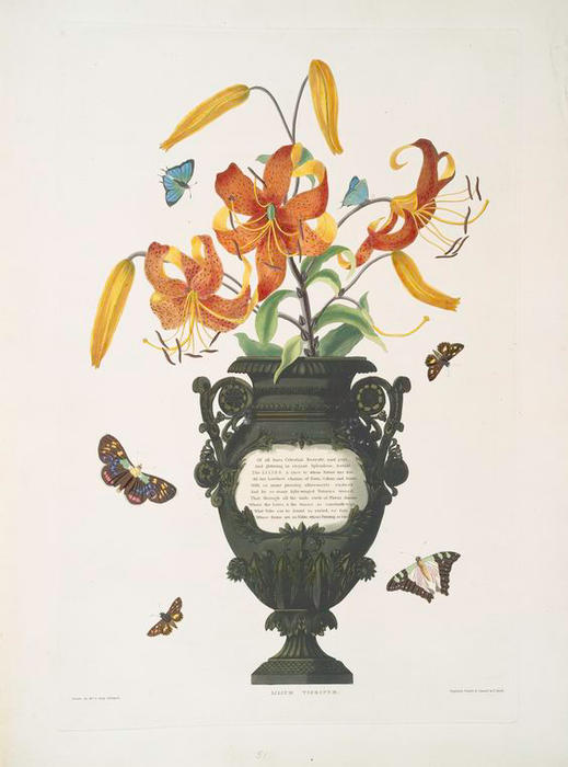 WikiOO.org - 백과 사전 - 회화, 삽화 Robert Havell - Lilium tigrinum