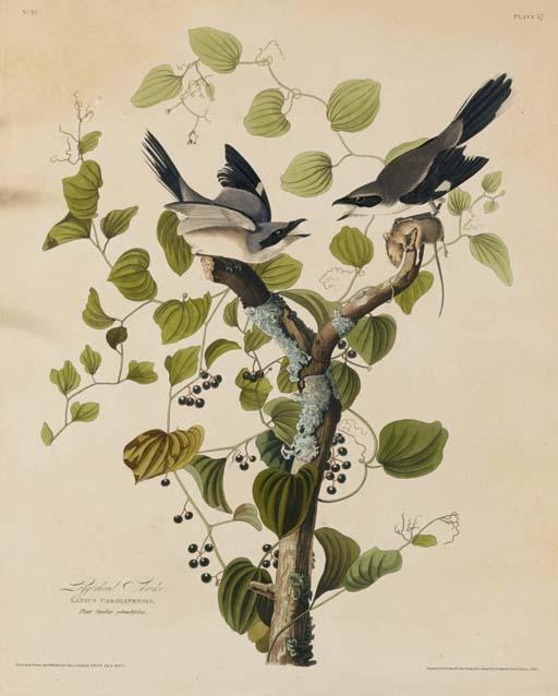 WikiOO.org - Encyclopedia of Fine Arts - Lukisan, Artwork Robert Havell - Loggerhead Shrike