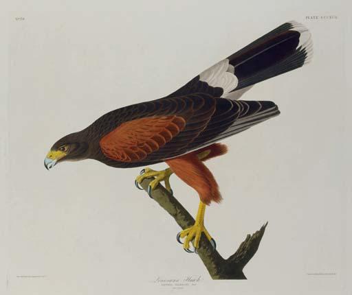 WikiOO.org - 백과 사전 - 회화, 삽화 Robert Havell - Louisiana Hawk