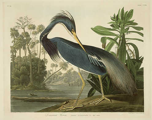 Wikioo.org - The Encyclopedia of Fine Arts - Painting, Artwork by Robert Havell - Louisiana Heron